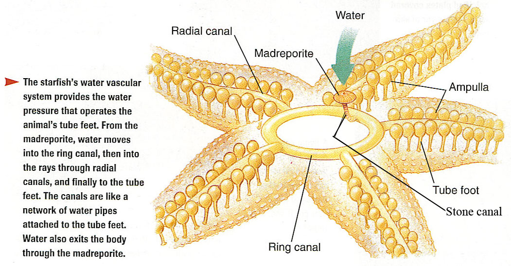 Ms. Kraftson - Eco - Echinodermata