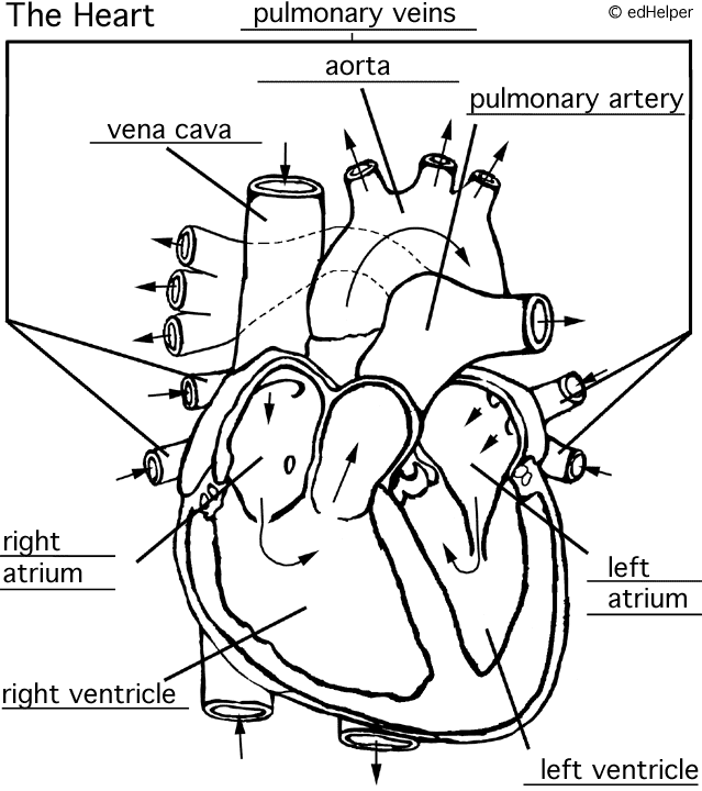 Circulatory System Coloring Activity Coloring Pages