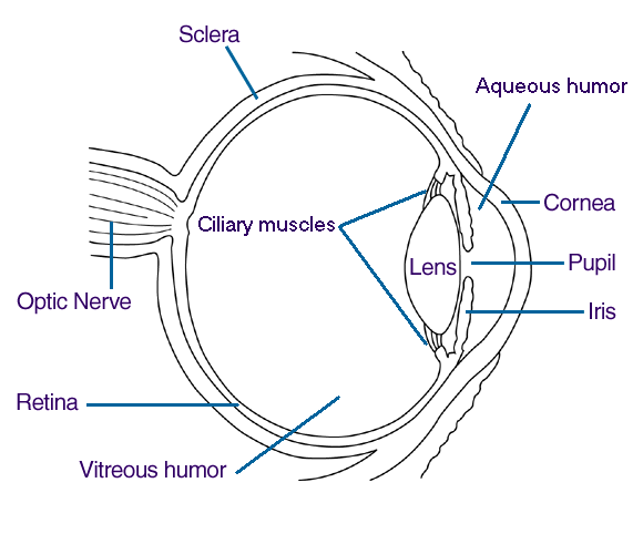 cow eyeball diagram