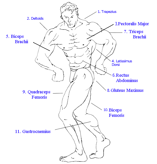 muscles in human body