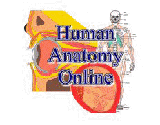 Human Anatomy Online