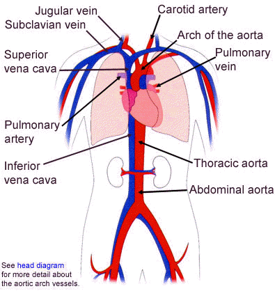 Fetal Pig Dissection Circulatory System Diagram