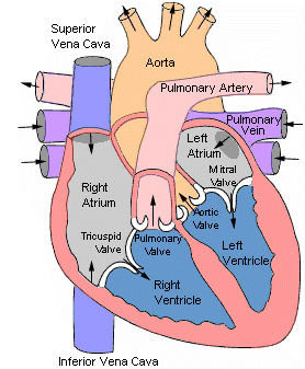 pig heart blood flow diagram
