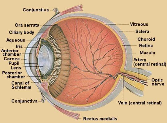[Diagram of the anatomy of the human eye.]