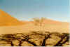 desert.jpg (38003 bytes)